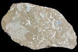 Ordovician Bryozoans (Chasmatopora) Plate - Estonia #73475-1